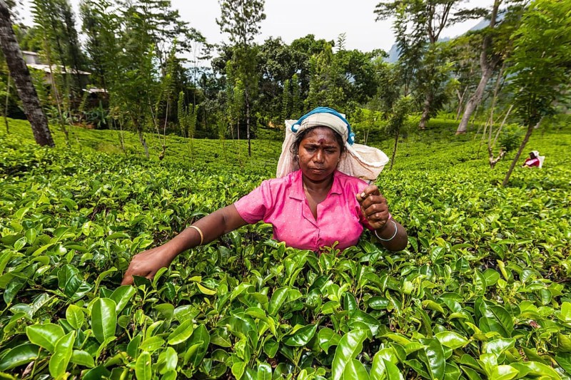 Tea picker