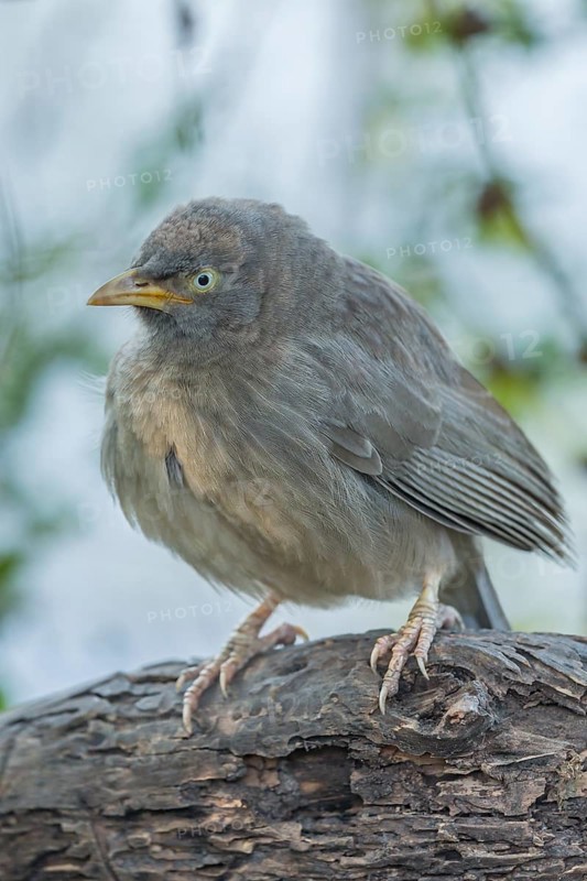 Jungle Babbler (Turdoides striata)