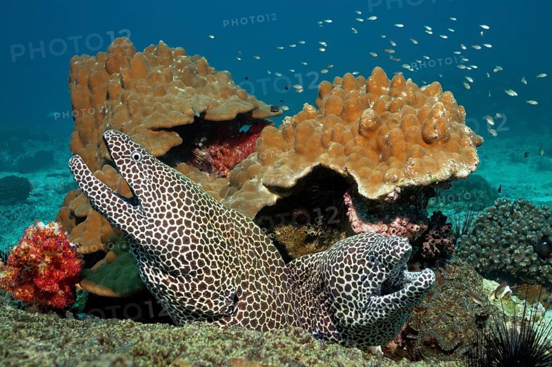 Two Laced Morays (Gymnothorax favagineus) at a coral reef
