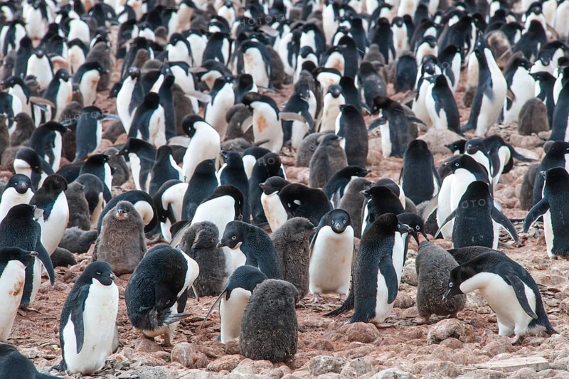 Adelie Penguins (Pygoscelis adeliae)