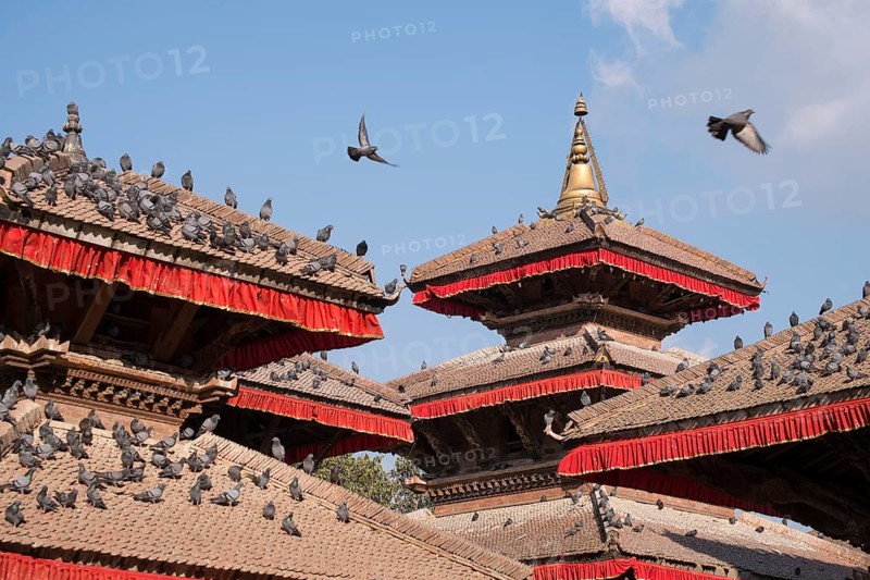 Pigeons on the temple roofs