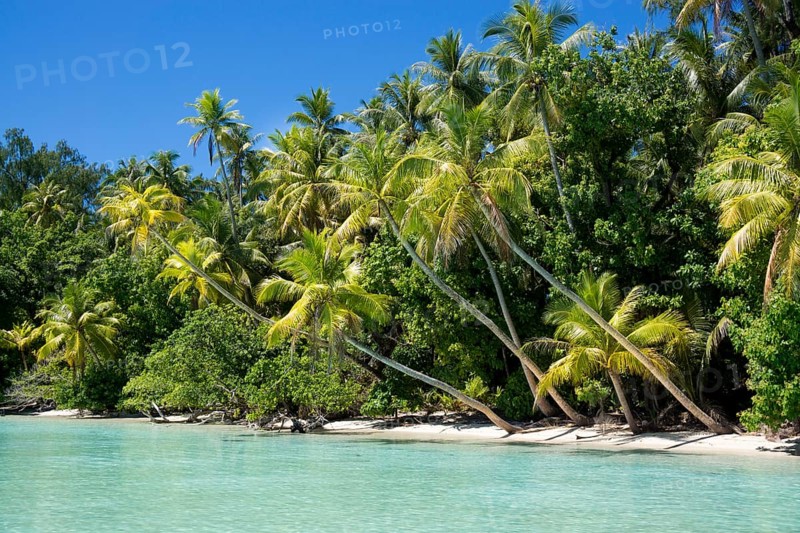 Lagoon with a sandy beach and palm trees