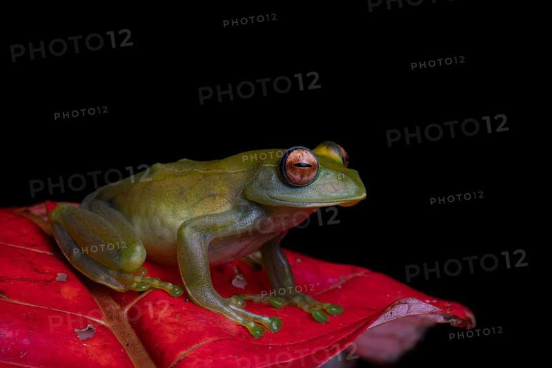 Ankafana Bright-eyed Frog (Boophis luteus) sits on red leaf