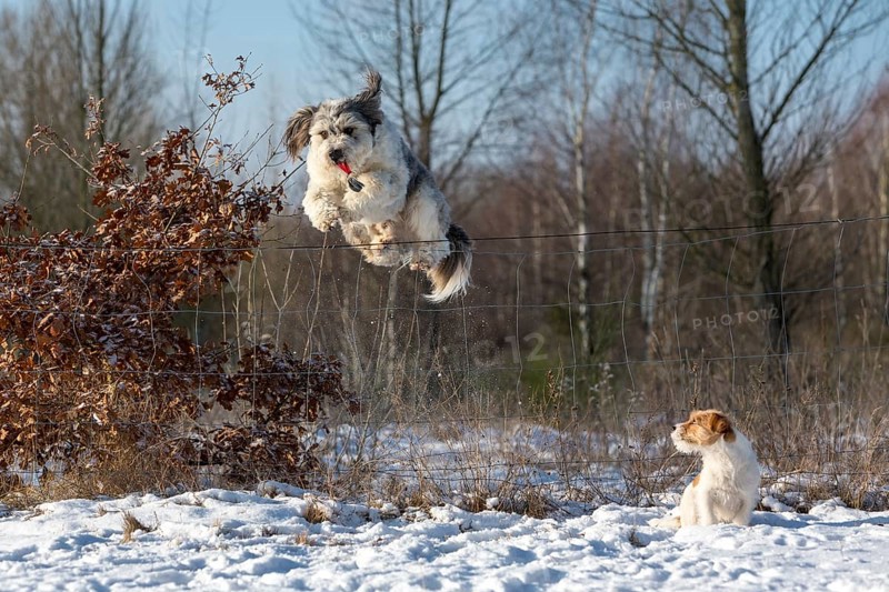 Mixed-breed dog jumping over a wire fence with a dog training clicker in its mouth
