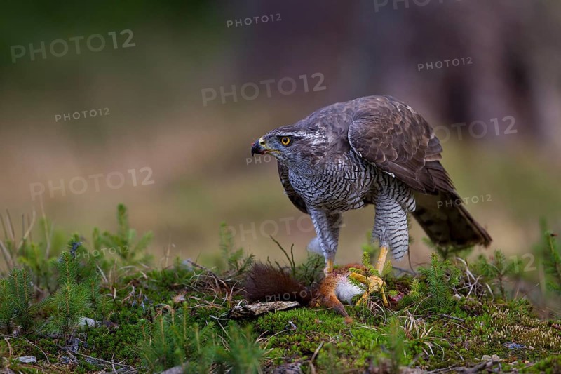 Northern Goshawk (Accipiter gentilis) with a captured squirrel
