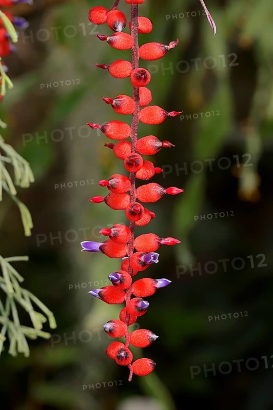 Bromeliad (Aechmea victoriana)