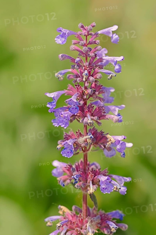 Garden Catmint
