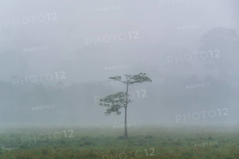 Cloudburst over a clearing in the rainforest