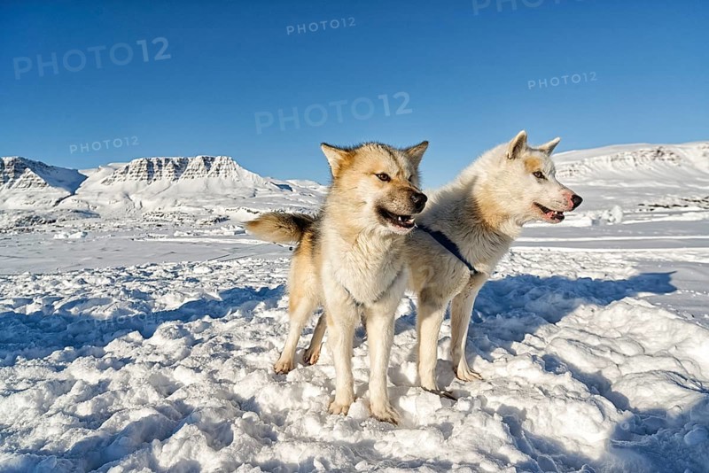 Two Greenland dogs on the sea ice