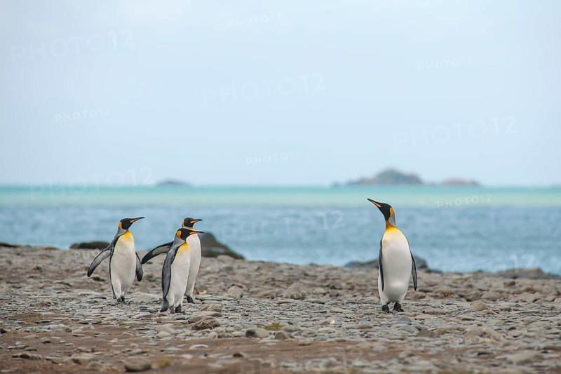 King Penguins (Aptenodytes patagonicus)