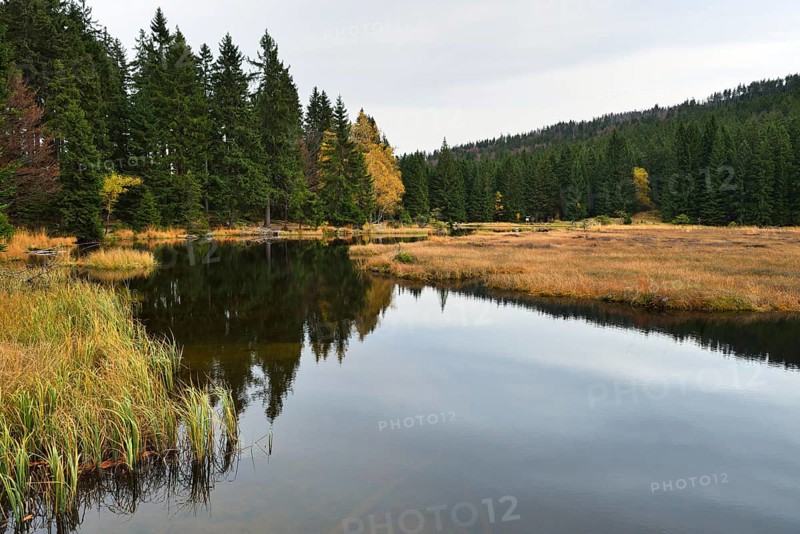 Autumn in the Naturschutzgebiet Kleiner Arbersee nature reserve
