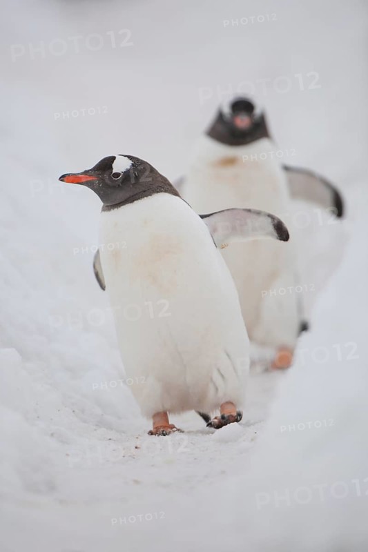 Gentoo penguins (Pygoscelis papua)