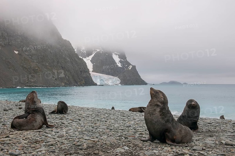 Antarctic Fur Seals (Arctocephalus gazella)