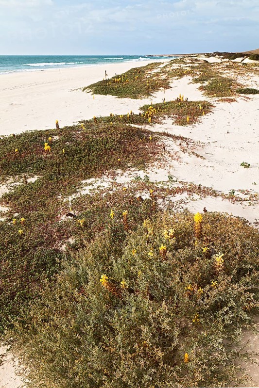 Yellow flowering Desert Broomrape plants (Cistanche deserticola) on Varandinha Beach