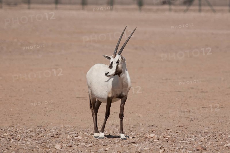 Arabian Oryx (Oryx leucoryx)