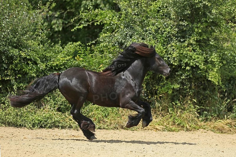 Fell Pony