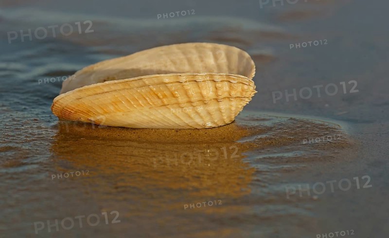 False Angel Wing or American Piddock (Petricola pholadiformis)