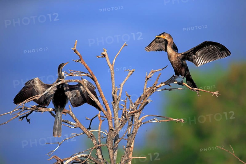 Two Double-crested Cormorants (Phalacrocorax auritus)