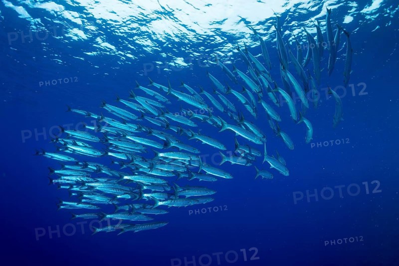 School of Blackfin Barracuda (Sphyraena qenie)