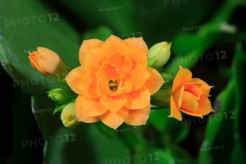 Kalanchoe or Flaming Katy (Kalanchoe blossfeldiana)