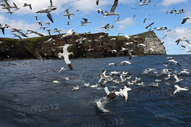 Gannets (Sula bassana) feeding on shoal of Mackerel in June