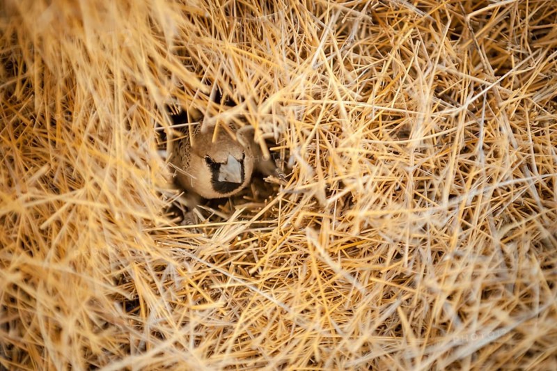 Sociable Weaver (Philetairus socius) at the entrance of its chamber