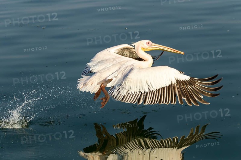 Great White Pelican (Pelecanus onocrotalus)