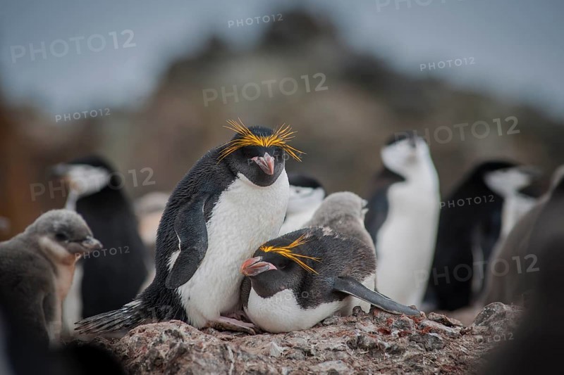 A pair of Macaroni Penguins (Eudyptes chrysolophus) breeds in a colony of Chinstrap penguins (Pygoscelis antarctica)