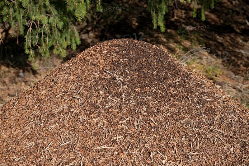 Anthill of the Big Red Wood Ant (Formica rufa)