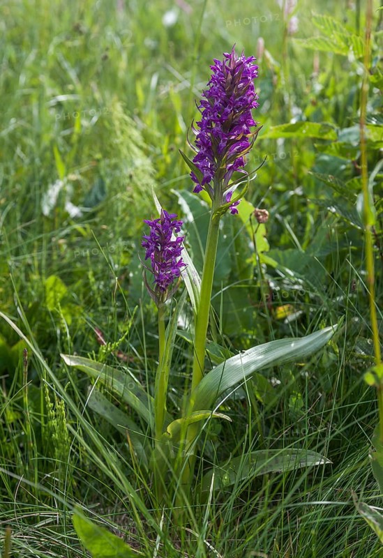 Broad-leaved Marsh Orchid (Dactylorhiza majalis)