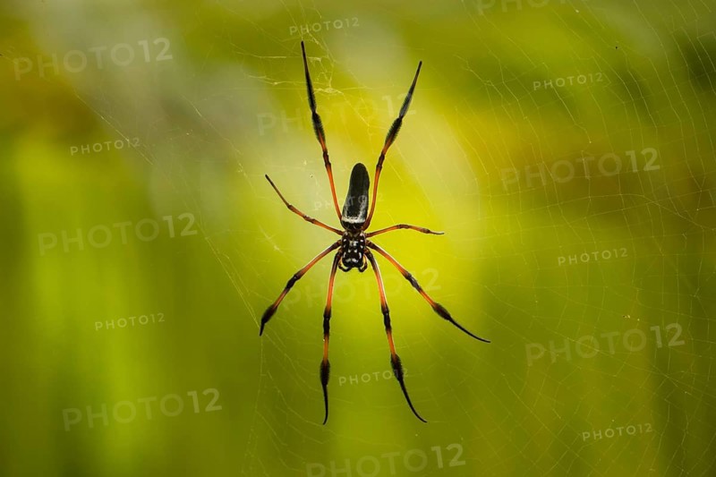 Red-legged Golden Orb-web Spider (Nephila inaurata)