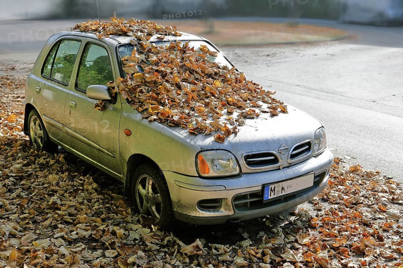 Nissan car covered in autumn leaves