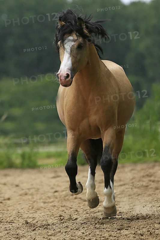 Welsh Pony B