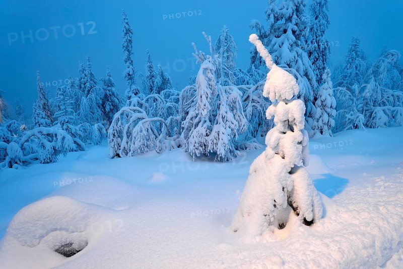 Trees in a snow-covered winter landscape