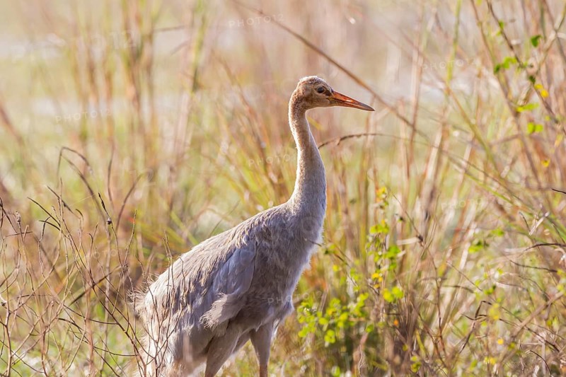 Young Indian Sarus Crane (Grus antigone antigone)