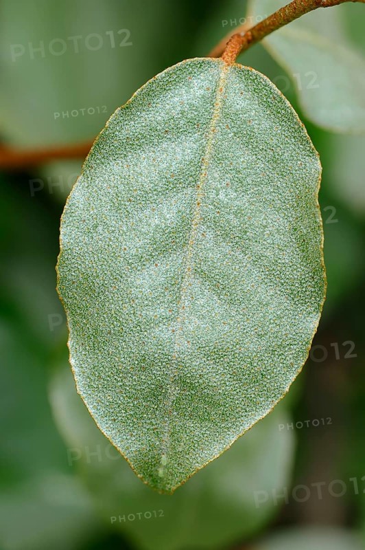Thorny Elaeagnus (Elaeagnus pungens)