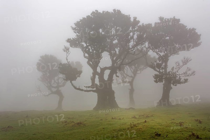 Old Bay Laurel Trees (Laurus nobilis) in the fog