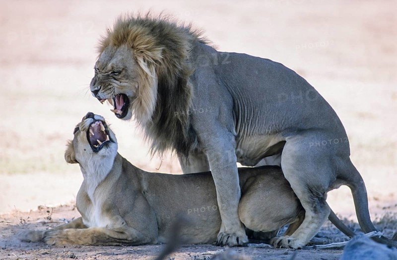 Lion (Panthera leo) mating