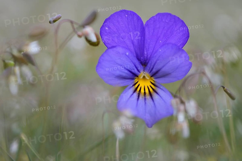Heartsease or Wild Pansy (Viola tricolor)