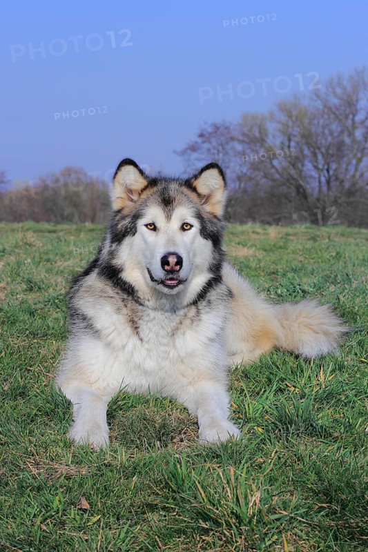 Alaskan Malamute lying on a meadow