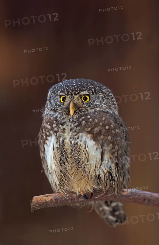 Eurasian Pygmy Owl (Glaucidium passerinum)