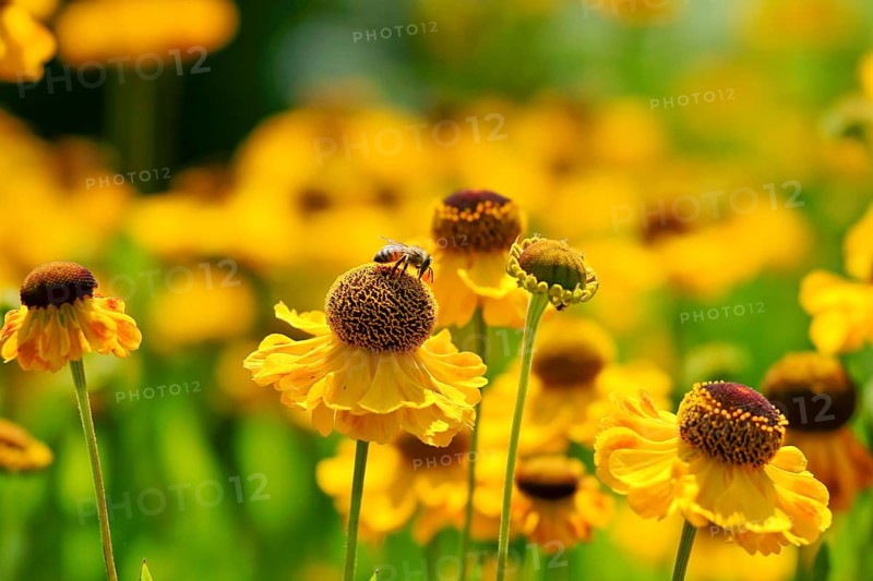 Sneezeweed variety (Helenium sp.)