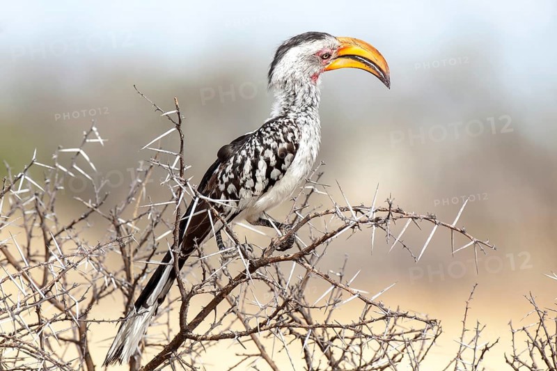 Eastern Yellow-billed Hornbill (Tockus flavirostris)