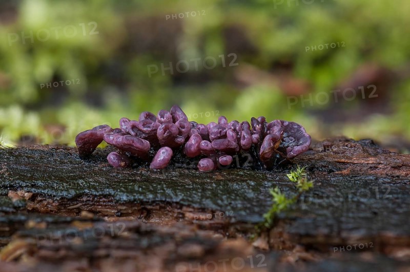 Purple Jellydisc (Ascocoryne sarcoides)