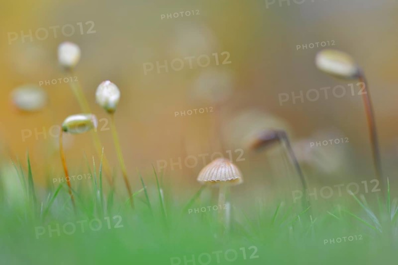 Bank Haircap Moss (Polytrichum formosum)