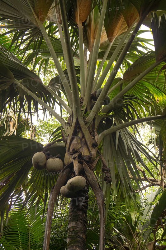 Immature female fruits of the Maldive Coconut or Coco de Mer (Lodoicea maldivica)