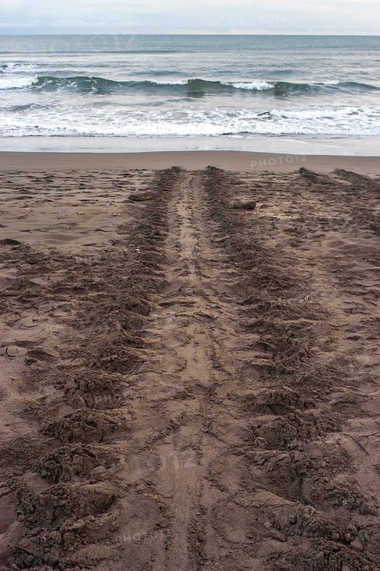 Track of a sea turtle on the beach