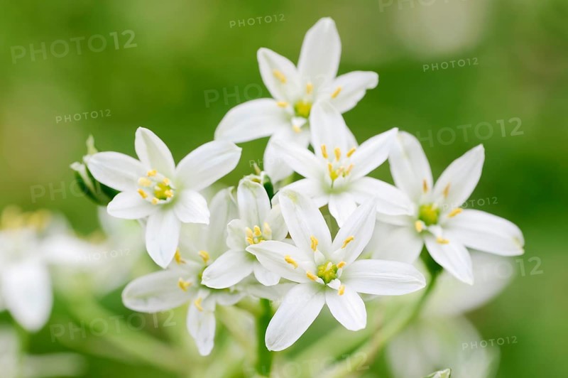 Star-of-Bethlehem (Ornithogalum umbellatum)