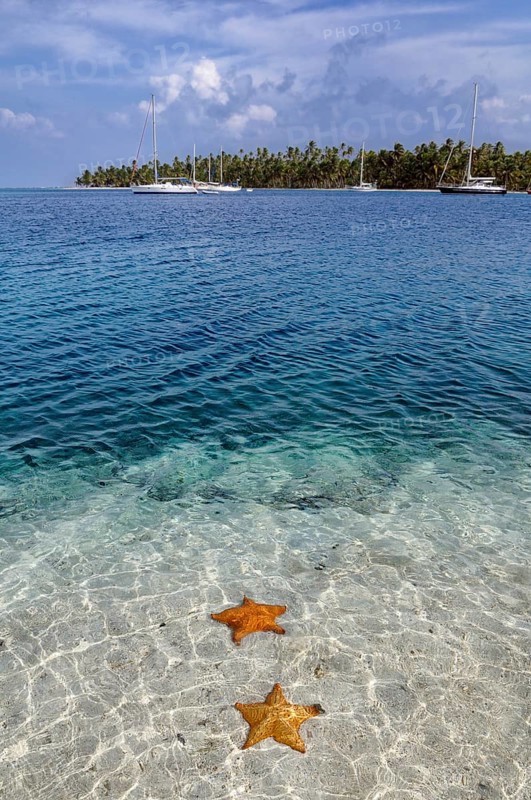 Starfish (Asteroidea) in the crystal clear water