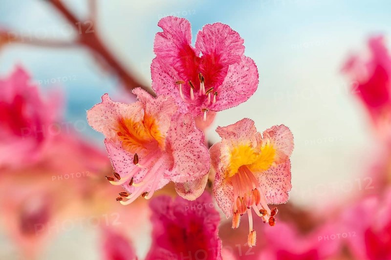 Red Horse-chestnut (Aesculus x carnea)